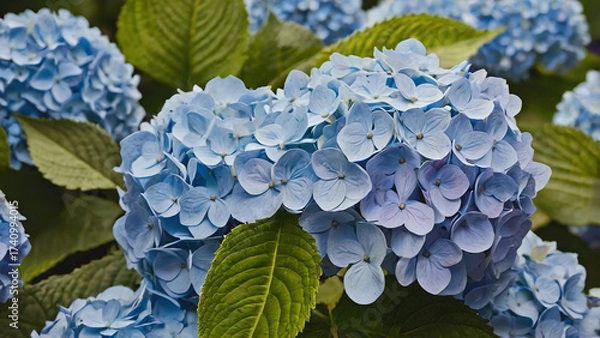 Obraz Hydrangea