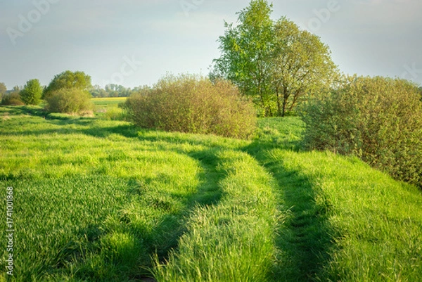 Fototapeta Dirt road through green meadows and fields with bushes