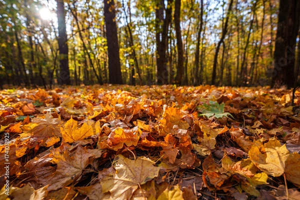 Obraz Autumn landscape in the forest. Forest in October and September. Pine trees and yellow fallen leaves. Sunny weather in the autumn forest.
