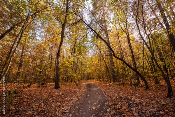 Obraz Autumn landscape in the forest. Forest in October and September. Pine trees and yellow fallen leaves. Sunny weather in the autumn forest.