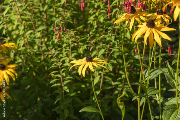 Fototapeta Rudbeckien flowers yellow in autumn