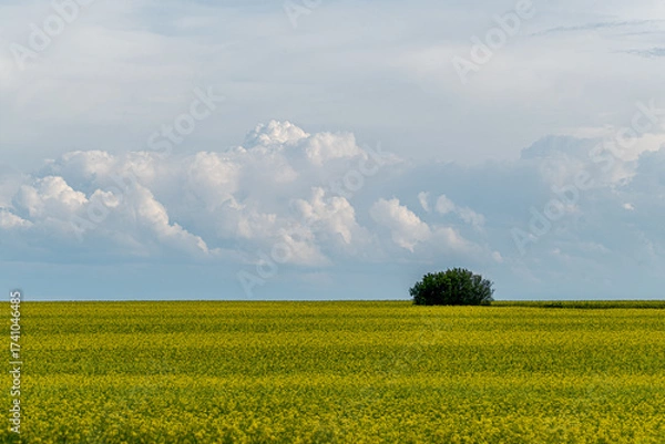 Fototapeta A group of bushes in the middle of a field sown with rapeseed under a cloudy sky