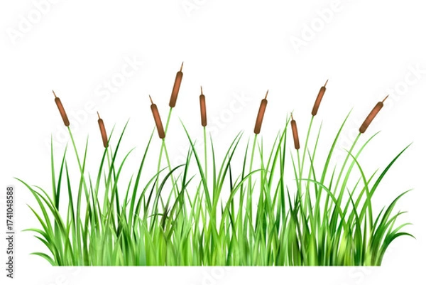 Obraz Grass reed on swamp and lake. Vector long cattails on wetland isolated on white background. Bulrush thicket cartoon illustration. Green wild aquatic coastal foliage