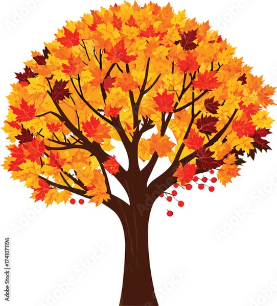 Fototapeta Autumn maple tree with red berries and vibrant fall leaves