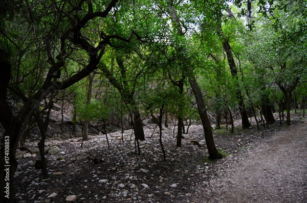 Obraz Panther Canyon Hike