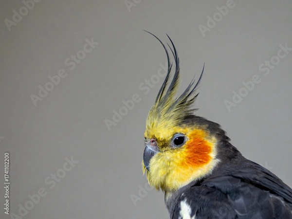 Fototapeta オカメインコの横顔