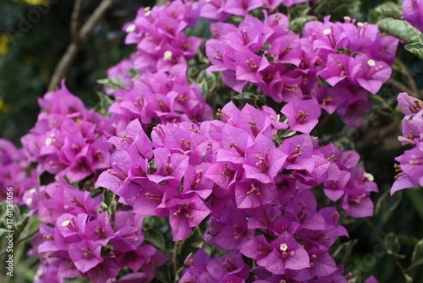 Fototapeta Bougainvillea Glabra Flower