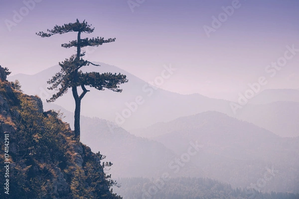 Fototapeta Single pine tree on a cliff overlooking a tranquil mountain range at dawn, showing layers of serene forested hills