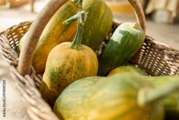Obraz Autumn harvest gourds with green and yellow colors
