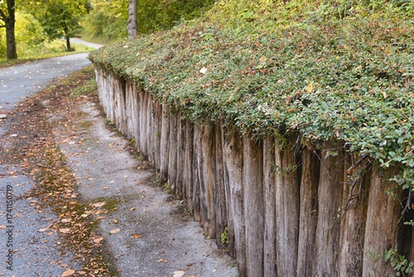 Fototapeta Curved road with scattered autumn leaves next to a sloped retaining wall built with vertical logs supporting a green hedge