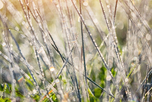 Fototapeta Grass blades covered in sparkling dew drops reflecting morning light, creating a fresh and vibrant nature background