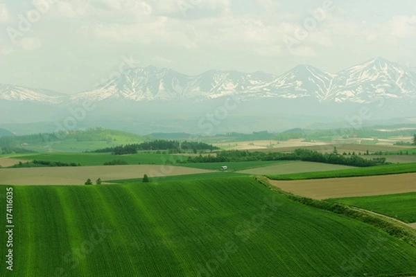 Fototapeta 春の美瑛