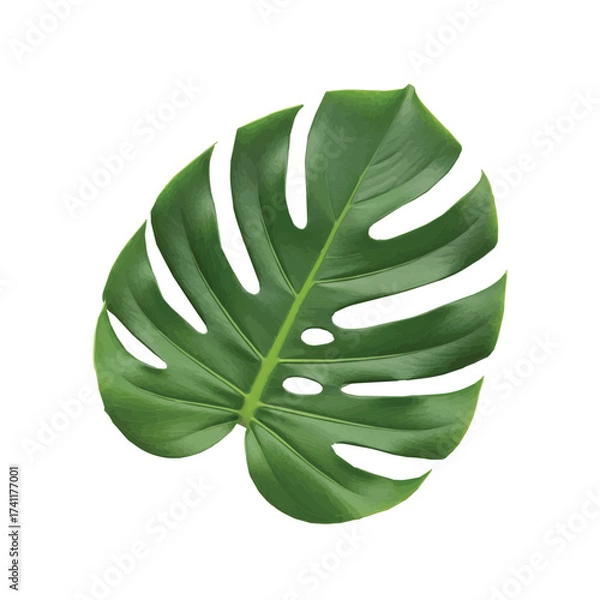 Obraz Large monstera leaf with natural split edges and deep green color isolated on white background