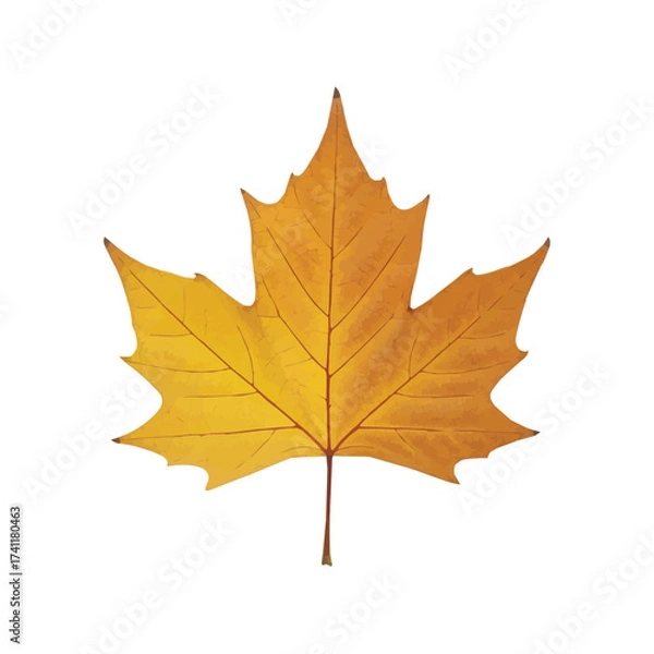 Obraz Autumn maple leaf with gentle gradient from yellow to orange representing fall transformation