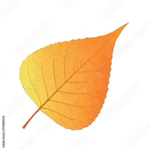 Obraz Orange autumn leaf with rounded shape and visible veins reflecting warm fall atmosphere