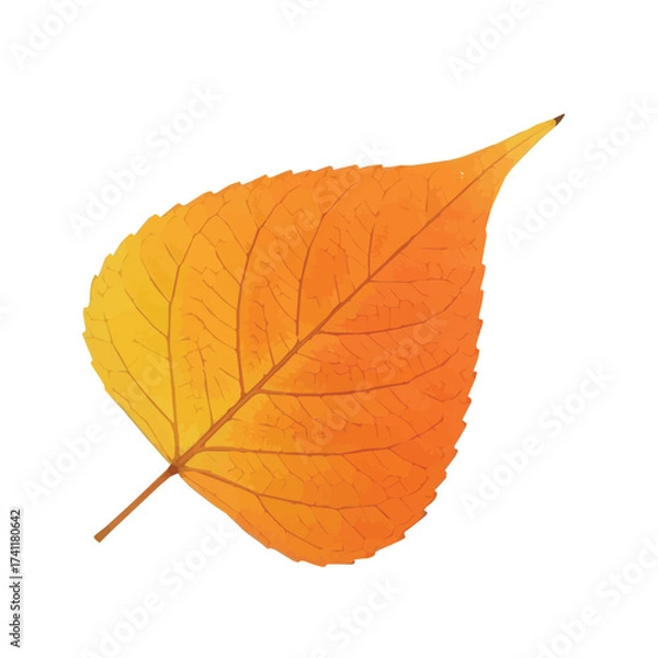 Obraz Light orange leaf with soft gradient and curved shape isolated on white background