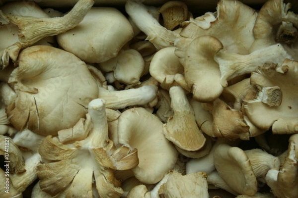 Obraz pleurotes, champignons