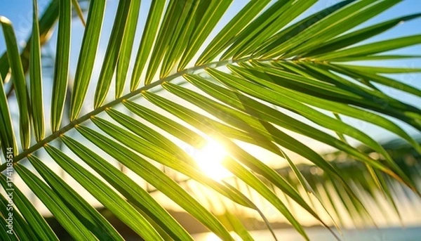 Obraz Palm leaf closeup at sunset