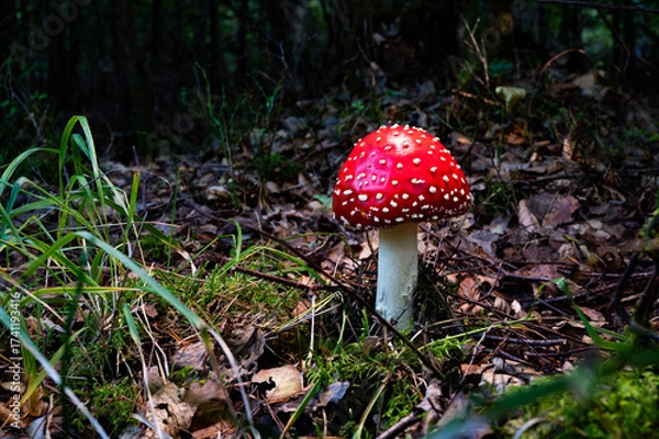 Obraz Ein Fliegenpilz steht im Wald. Giftpilz mit Signalfarben. Roter Pilz. Fliege Pilz