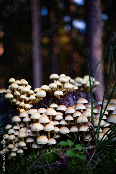 Obraz Nicht essbare Pilze auf einem Baumstamm im Wald. Weiße Pilze im Wald