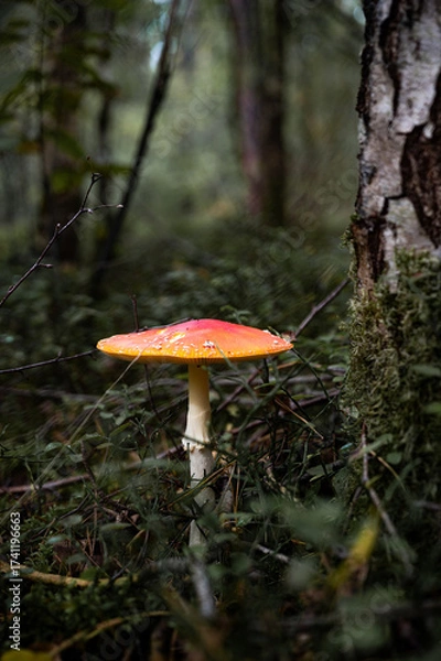 Fototapeta Fliegenpilz neben einem Baum. Giftpilze im Herbst