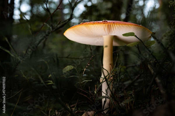 Obraz Fliegenpilz mit Lamellen im Wald. Fliegenpilz von unten Giftpilz
