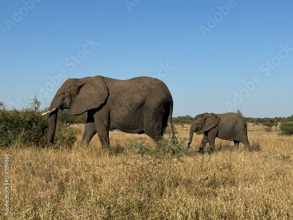 Obraz Elephants in the wild