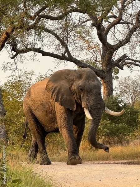 Obraz Elephant in the wild