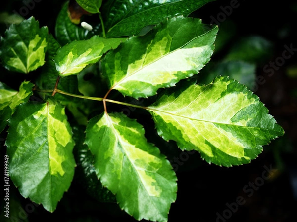 Obraz green olyscia eave and varigated