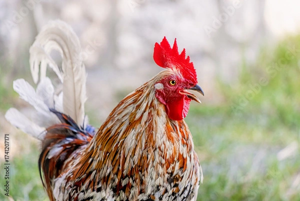 Fototapeta Rooster with vibrant feathers and red comb crowing, capturing the essence of farm life and morning wake up