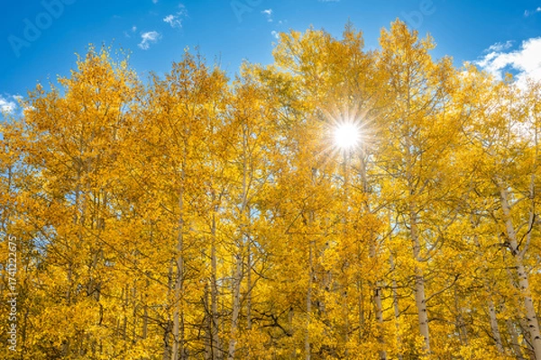 Fototapeta Sun shining through the yellow aspen trees during fall foliage set against the blue sky. Sunbeam over the golden forest landscape. Autumn scenery in Colorado, USA