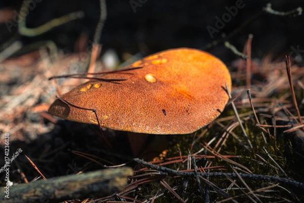 Obraz Autumn mushroom