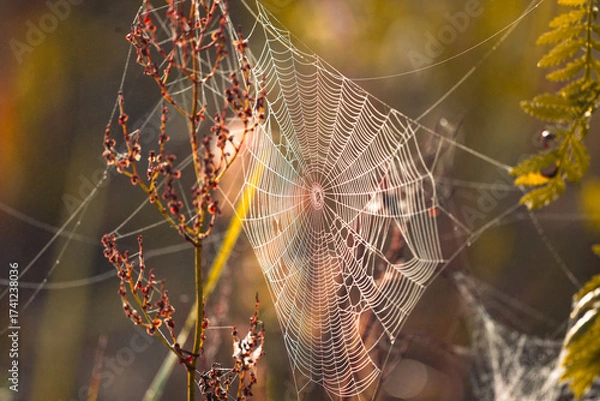 Obraz Spiderweb