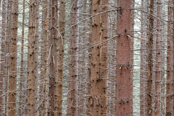 Fototapeta Tree trunks and dead branches forming a dense pattern in a dark, atmospheric forest, conveying a spooky feeling