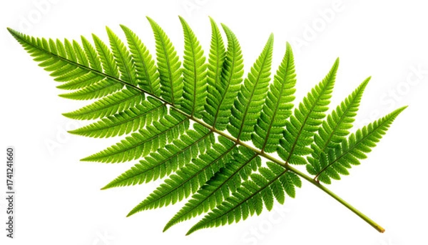 Fototapeta Single green fern frond leaf isolated on white background.