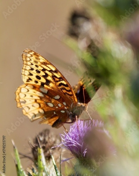 Obraz butterfly on flower
