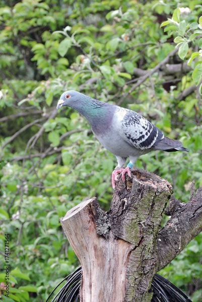 Obraz A portrait of a blue racing pigeon with black spots and bars on wings sitting at the top of a rotten tree trunk, green leaves in the background