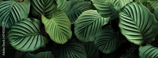 Obraz Lush Calathea Orbifolia Leaves A Botanical Dream in Shades of Green. Generative AI