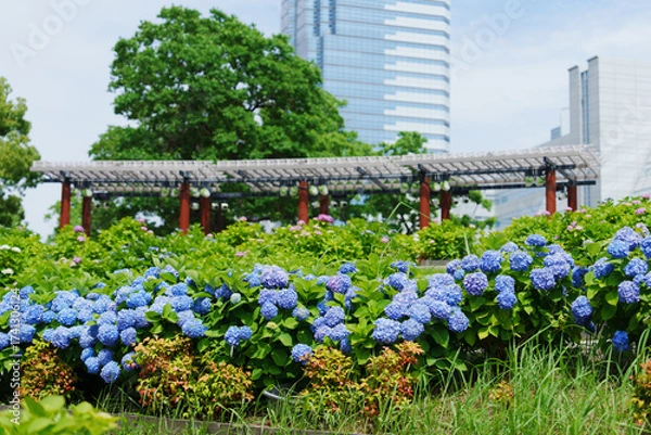 Obraz お台場の紫陽花　2025/6/7撮影