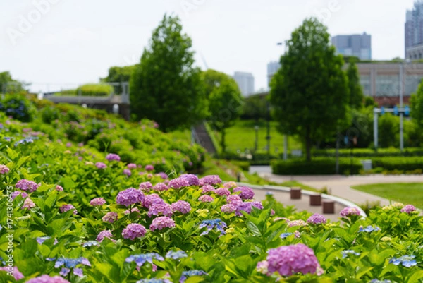 Obraz お台場の紫陽花　2025/6/7撮影