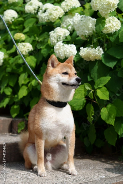 Obraz 柴犬と紫陽花 in お台場