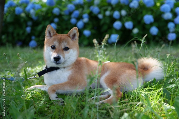 Obraz 柴犬と紫陽花 in お台場