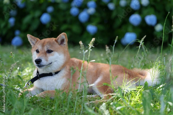 Obraz 柴犬と紫陽花 in お台場