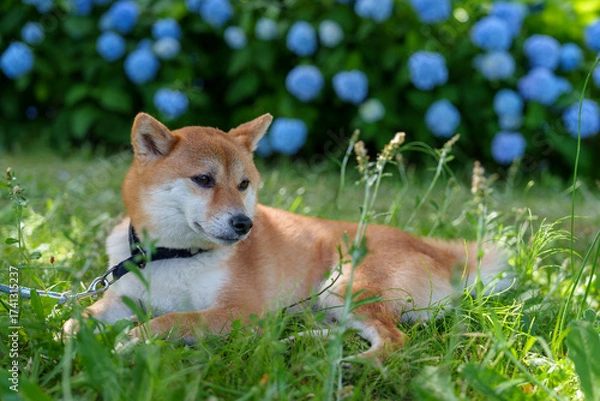Obraz 柴犬と紫陽花 in お台場