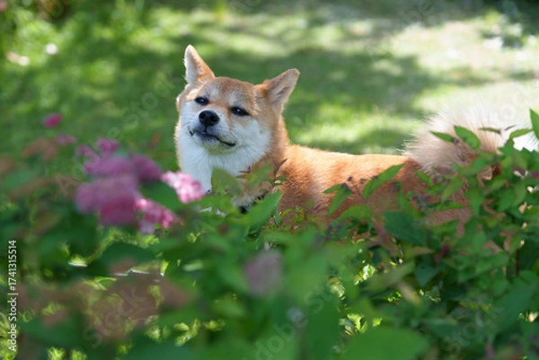 Obraz 柴犬と紫陽花 in お台場