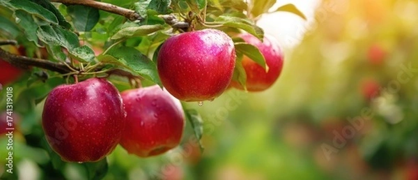Obraz The Apple Tree in Sunlit Orchard Overflowing with Fresh Red Apples