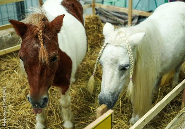Fototapeta Two Miniature horse with pigtail in fence.