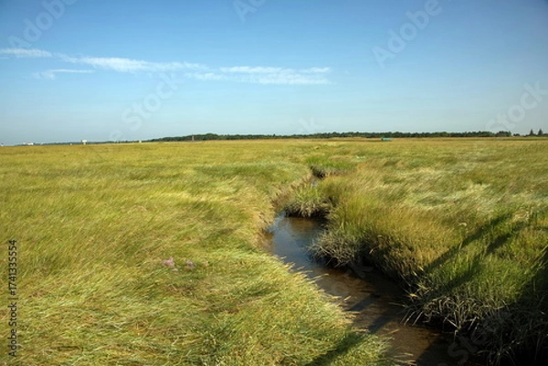 Obraz Salzwiese bei Sankt Peter Ording