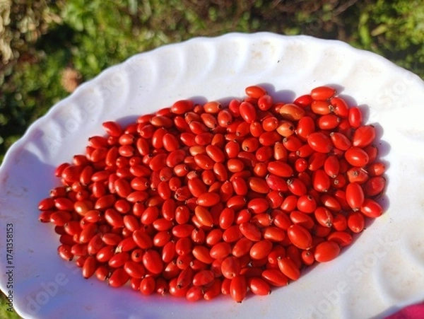 Obraz red currant berries
