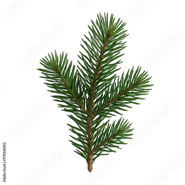 Fototapeta Detailed Close-Up of a Fresh Evergreen Pine Branch with Intricate Green Needles